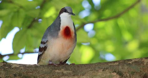 10 Animals You Can Only Find In The Philippines (And Where.